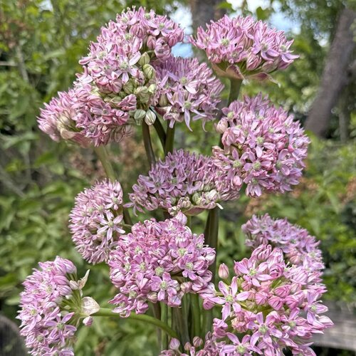 Fam. Flower Farm Fam. Flower Farm - Bloembol - Allium Pink Jewel