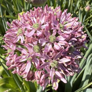 Fam. Flower Farm Allium - Pink Jewel