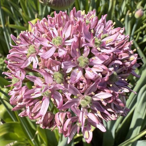 Fam. Flower Farm Bloembol - Allium Pink Jewel Fam. Flower Farm Bloembol - Allium Pink Jewel
