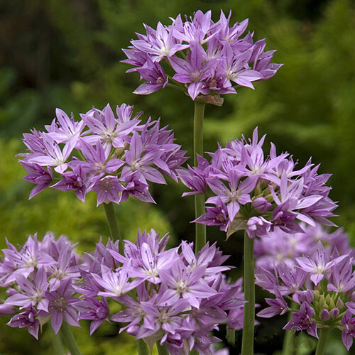 Fam. Flower Farm Fam. Flower Farm - Bloembol - Allium Eros