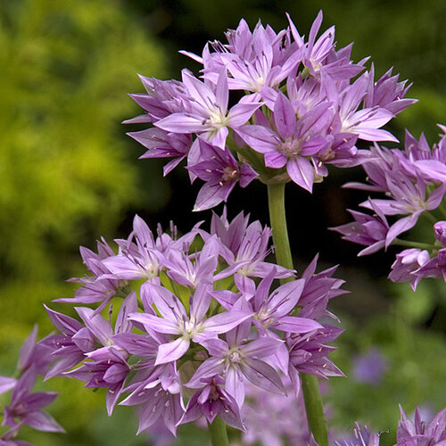 Fam. Flower Farm Bloembol - Allium Eros Fam. Flower Farm Bloembol - Allium Eros