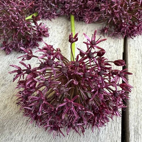 Fam. Flower Farm Fam. Flower Farm - Bloembol - Allium Atropurpureum