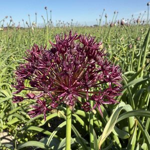 Fam. Flower Farm Allium - Atropurpureum