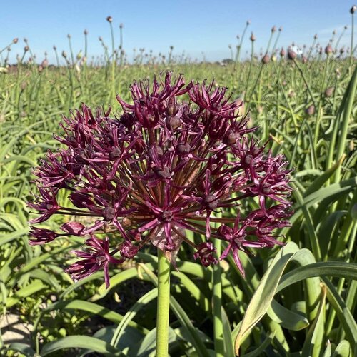 Fam. Flower Farm Bloembol - Allium Atropurpureum Fam. Flower Farm Bloembol - Allium Atropurpureum