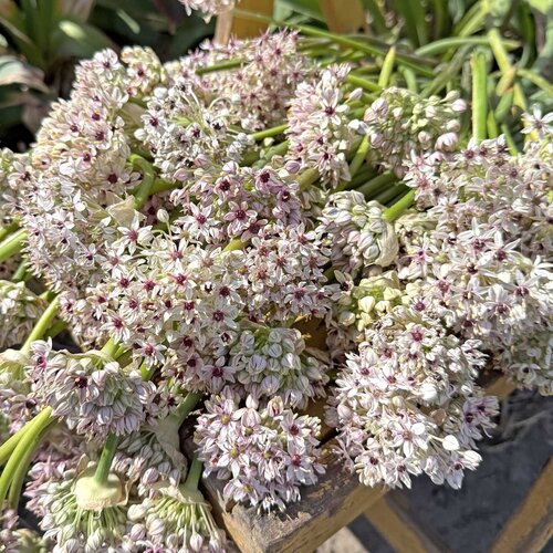 Fam. Flower Farm Fam. Flower Farm - Bloembol - Allium Silver Spring