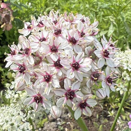 Fam. Flower Farm Bloembol - Allium Silver Spring Fam. Flower Farm Bloembol - Allium Silver Spring