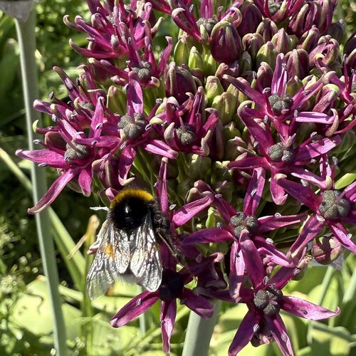 Fam. Flower Farm Fam. Flower Farm - Bloembol - Allium Magic