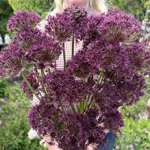 Fam. Flower Farm Bloembol - Allium Magic Fam. Flower Farm Bloembol - Allium Magic