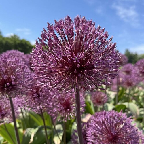 Fam. Flower Farm Bloembol - Allium Nevskianum Fam. Flower Farm Bloembol - Allium Nevskianum