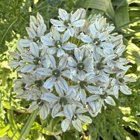 Allium - Nigrum