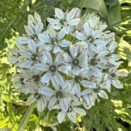 Fam. Flower Farm Bloembol - Allium Nigrum Fam. Flower Farm Bloembol - Allium Nigrum