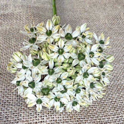 Fam. Flower Farm Fam. Flower Farm - Bloembol - Allium Nigrum