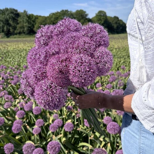 Fam. Flower Farm Fam. Flower Farm - Bloembol - Allium Party Balloon