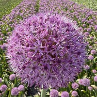 Allium - Party Balloon