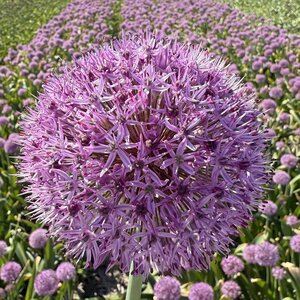 Fam. Flower Farm Allium - Party Balloon
