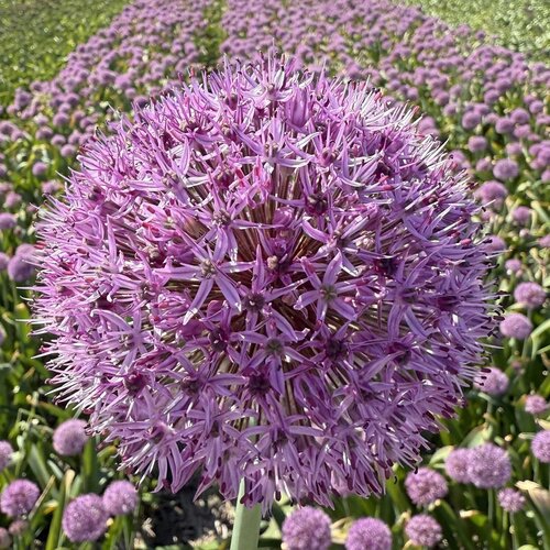 Fam. Flower Farm Bloembol - Allium Party Balloon Fam. Flower Farm Bloembol - Allium Party Balloon