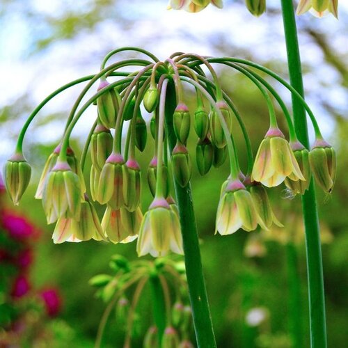 Fam. Flower Farm Bloembol - Allium Bulgaricum Fam. Flower Farm Bloembol - Allium Bulgaricum