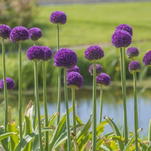 Alliums