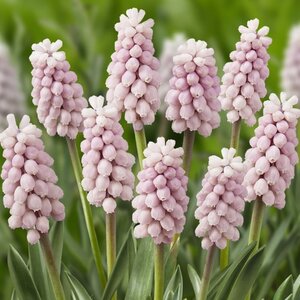 Fam. Flower Farm Muscari - Pink Sunrise