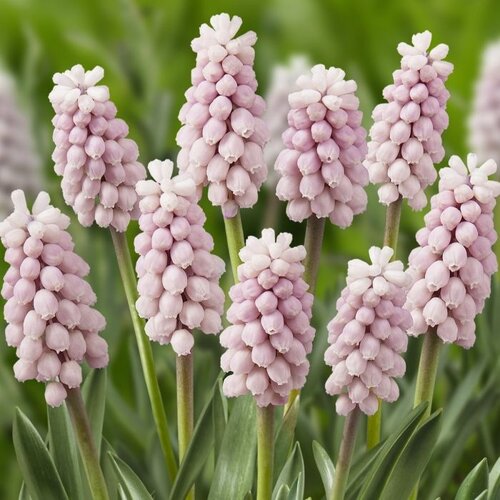 Fam. Flower Farm Bloembol - Muscari Pink Sunrise Fam. Flower Farm Bloembol - Muscari Pink Sunrise