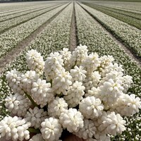 Muscari - White Magic