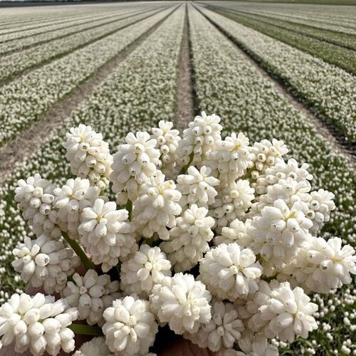 Fam. Flower Farm Bloembol - Muscari White Magic Fam. Flower Farm Bloembol - Muscari White Magic
