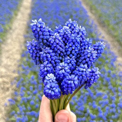 Fam. Flower Farm Bloembol - Muscari Blue Magic Fam. Flower Farm Bloembol - Muscari Blue Magic