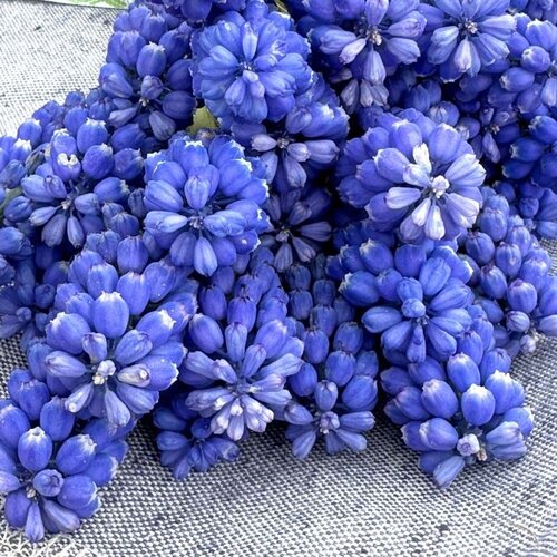 Fam. Flower Farm Fam. Flower Farm - Bloembol - Muscari Blue Magic