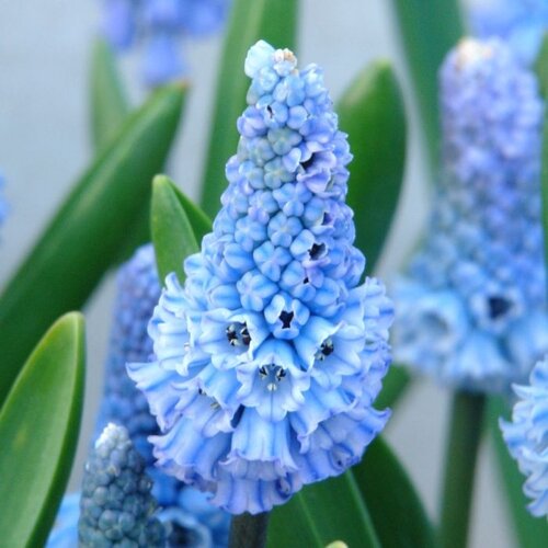 Fam. Flower Farm Bloembol - Muscari Azureum Fam. Flower Farm Bloembol - Muscari Azureum