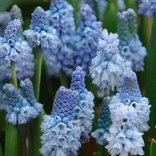 Fam. Flower Farm Fam. Flower Farm - Bloembol - Muscari Azureum