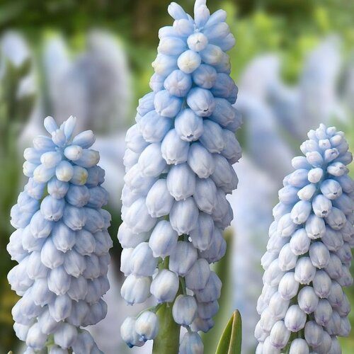 Fam. Flower Farm Bloembol - Muscari Baby's Breath Fam. Flower Farm Bloembol - Muscari Baby's Breath