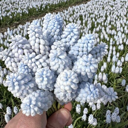 Fam. Flower Farm Fam. Flower Farm - Bloembol - Muscari Baby's Breath