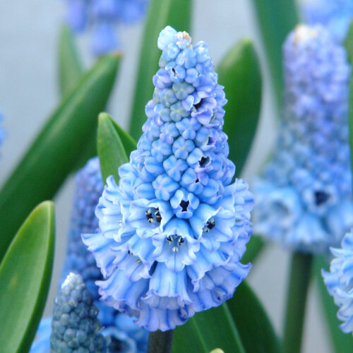 Fam. Flower Farm Fam. Flower Farm - Bloembol - Mix Muscari Magic