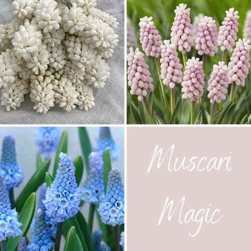 Fam. Flower Farm Bloembol - Mix Muscari Magic Fam. Flower Farm Bloembol - Mix Muscari Magic