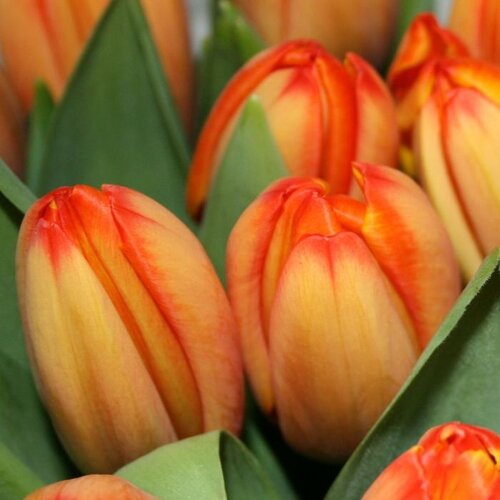 Fam. Flower Farm Tulp - Triple A Fam. Flower Farm Tulp - Triple A