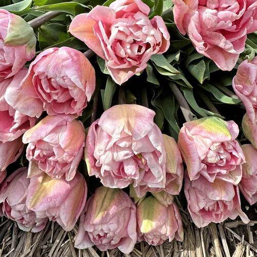 Fam. Flower Farm Fam. Flower Farm - Bloembol - Mix Cotton Candy