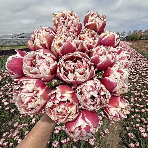 Fam. Flower Farm Fam. Flower Farm - Bloembol - Mix Cotton Candy
