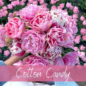 Fam. Flower Farm Mix Cotton Candy