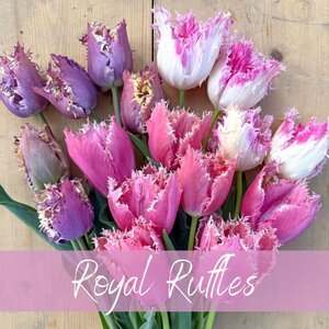 Fam. Flower Farm Mix Royal Ruffles