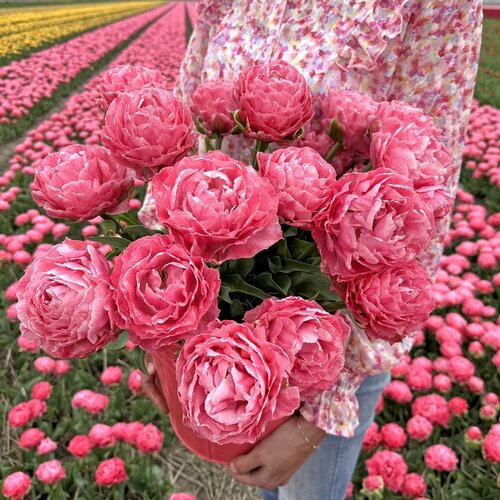 Fam. Flower Farm Fam. Flower Farm - Bloembol - Mix Double Pink Short