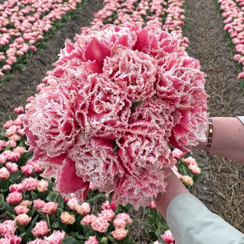 Fam. Flower Farm Fam. Flower Farm - Bloembol - Mix Double Pink Short