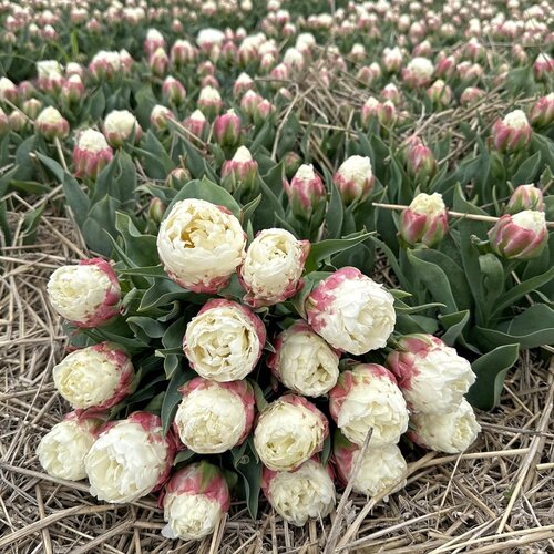 Fam. Flower Farm Fam. Flower Farm - Bloembol - Mix Double Pink Short