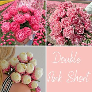 Fam. Flower Farm Mix Double Pink Short