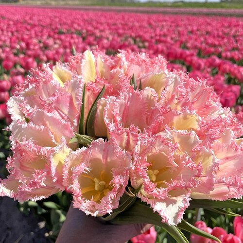 Fam. Flower Farm Fam. Flower Farm - Bloembol - Mix Sunset Blush