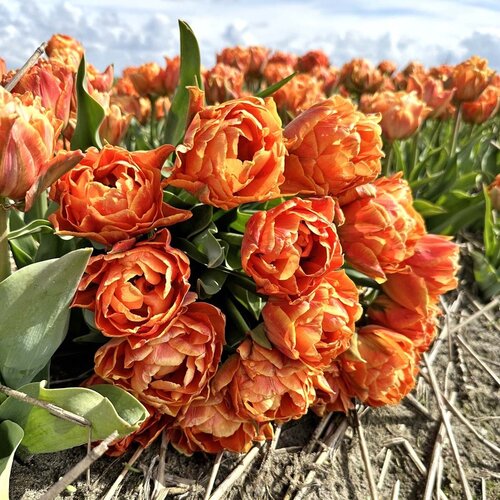 Fam. Flower Farm Fam. Flower Farm - Bloembol - Mix Sunset Blush