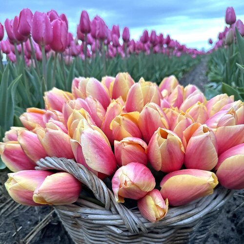 Fam. Flower Farm Fam. Flower Farm - Bloembol - Mix Sunset Blush