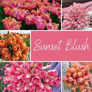 Fam. Flower Farm Mix Sunset blush