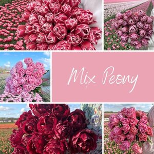 Fam. Flower Farm Mix Peony