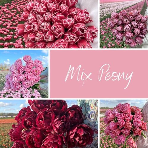 Fam. Flower Farm Mix Peony