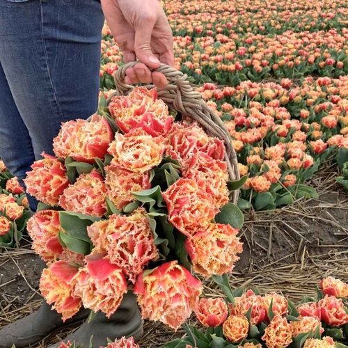 Fam. Flower Farm Fam. Flower Farm - Bloembol - Mix Passion